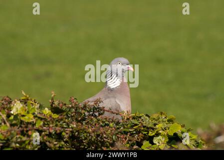 Woodpigeon poking it's head above a bush it is resting on and highlighted against a green background Stock Photo