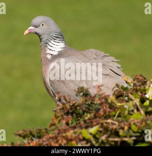 Woodpigeon in close-up perched on a bush seen against a green background in good light with all aspects of plumage clearly seen Stock Photo