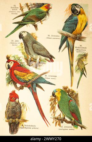 Carolina Parakeet (Conurus carolinensis), Jaco or african grey parrot (Psittacus erithacus), Ararauna or blue and yellow macaw (Ara ararauna) Stock Photo