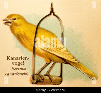 Canary (Serinus canaria forma domestica) cage, swing, historical illustration, World of Birds 1890 Stock Photo
