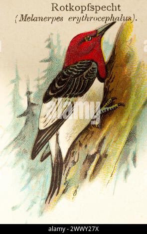 Red-headed woodpecker (Melanerpes erythrocephalus) Tree trunk, forest, habitat, historical illustration, World of Birds 1890 Stock Photo