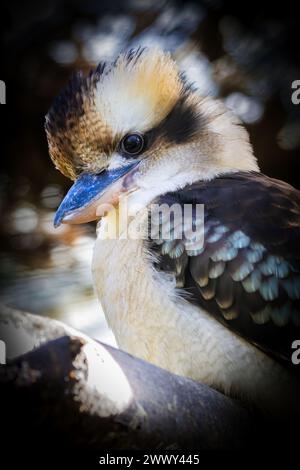 Laughing Kookaburra Stock Photo