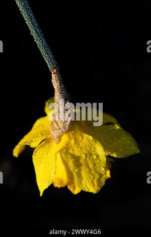 WA25135-00...WASHINGTON - Daffodil in a commercial field in the Skagit Valley near Mount Vernon. Stock Photo