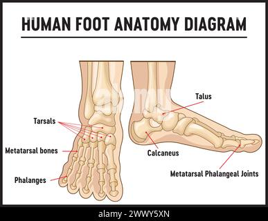 Bones of the human foot with the name and description of all sites. Superior view. Human anatomy. Vector illustration isolated on a white background. Stock Vector