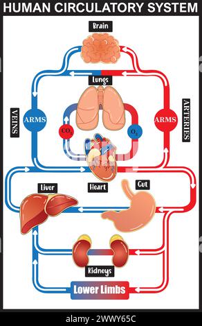 Human Circulatory System vector illustration diagram, Medical infographic. blood vessels scheme. Stock Vector
