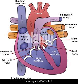 vector illustration of the human heart provides a detailed view of the anatomy and structure of the heart. Stock Vector