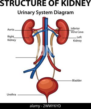 Structure of Kidney, Urinary System Diagram, Medical Education Chart of Biology for Urinary System Diagram. Stock Vector