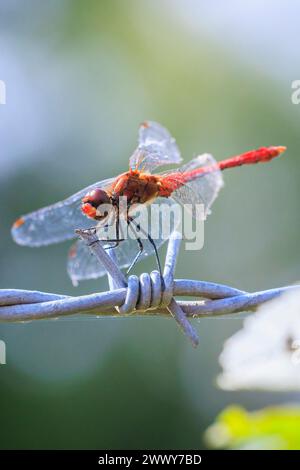 Sympetrum sanguineum ruddy darter male with red colored body resting in sunlight in a meadow. Stock Photo