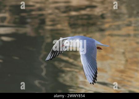 Closeup of tern in flight over Douro river with beautiful reflections in the water. Stock Photo