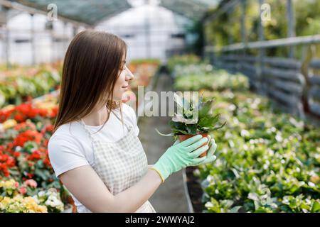 Woman gardener in apron caring potted plant in greenhouse surrounded by plants and pots. Home gardening, love of plants and care. Stock Photo