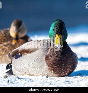 Male mallard duck, lying on the snow at sunrise, with a female in the background Stock Photo