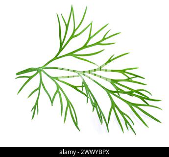 Fresh green dill isolated on white background. Stock Photo