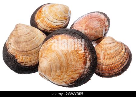 Edible raw clams isolated on white background. Delicacy food. Stock Photo