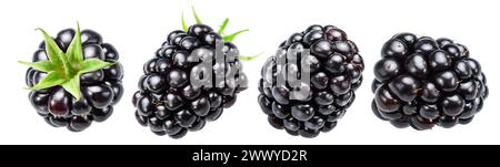 Set of four blackberries on white background. File contains clipping paths. Stock Photo