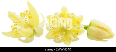 Collection of linden flowers, tilia bracts and leaves isolated on white background. Stock Photo