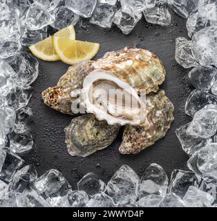 Opened fresh oysters on natural stone black slate plate with lemon slices. Ice cubes arranged as a frame. Flat lay. Stock Photo