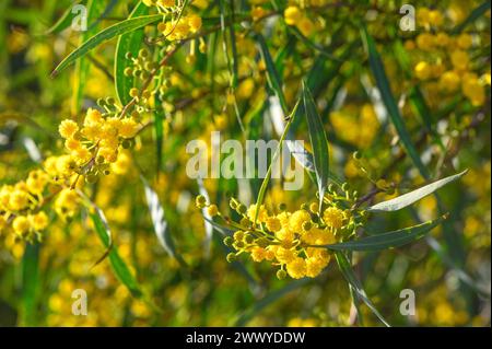 Beautiful bright yellow hairy mimosa flowers close-up. Blooming mimosa tree in early spring waves on wind. Sunny spring day 8 Stock Photo