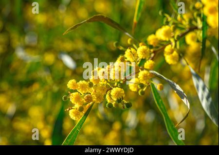 Beautiful bright yellow hairy mimosa flowers close-up. Blooming mimosa tree in early spring waves on wind. Sunny spring day 7 Stock Photo