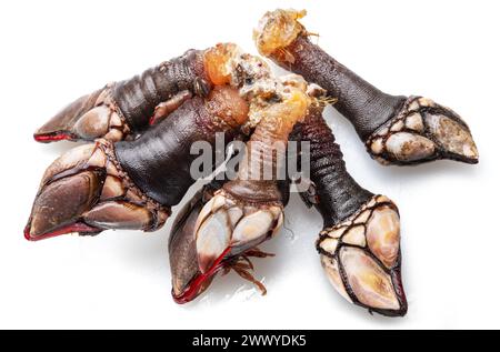Raw goose barnacles close up isolated on white background. Stock Photo