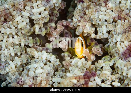 A colorful Clark's anemonefish, Amphiprion clarkii, swims among the tentacles of its mutualistic host anemone on a reef in Raja Ampat, Indonesia. Stock Photo