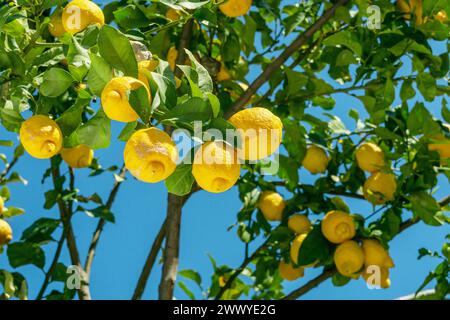 Ripe lemon fruits on lemon tree and blue sky at the background. Close-up. Stock Photo