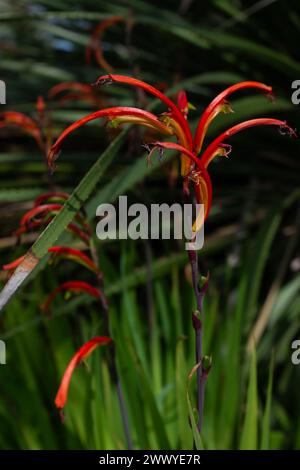 Closeup of a two-colour chasmanthe (Chasmanthe bicolor) in the spring (vertical) Stock Photo