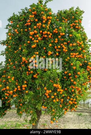 Orange tree or citrus sinensis almost covered with oranges. Great harvest in the orchard. Stock Photo