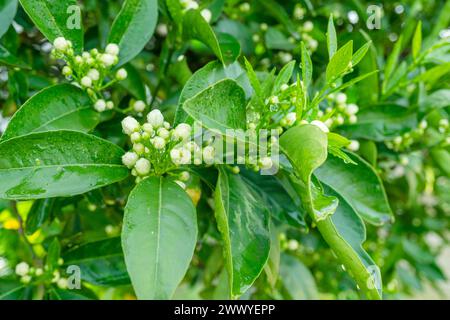 Ready for blooming orange tree. White fragrant flower buds between rich green foliage. Stock Photo