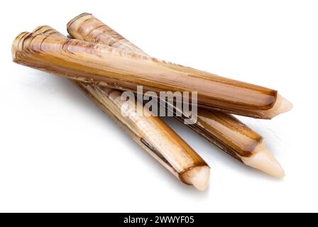 Edible raw razor clams isolated on white background. Delicacy food. Stock Photo