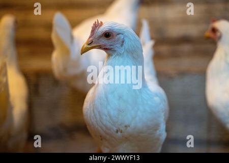 A chicken is standing in front of other chickens. The chicken is white and has a yellow beak Stock Photo