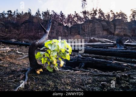 The first greenery appears just a few weeks after a devastating forest fire in Bohemian Switzerland. Stock Photo
