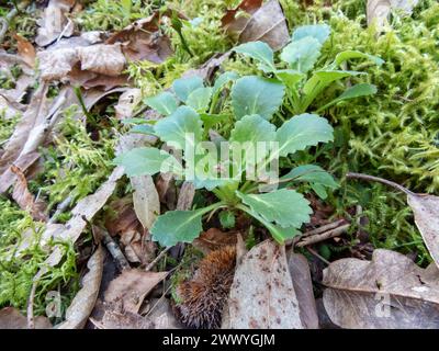 Saxifraga spathularis or St Patrick's cabbage plant basal rosette in the spring in the forest near Salas,Asturias,Spain Stock Photo