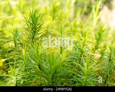 Green moss with water drops at the sunny forest edge. Polytrichum commune ,common haircap,great golden maidenhair, great goldilocks,common haircap mos Stock Photo