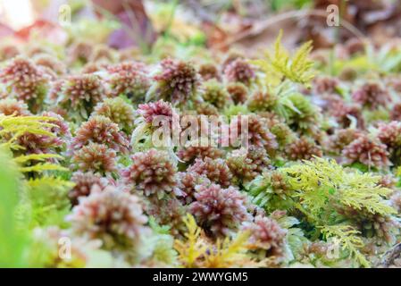 Sphagnum capillifolium or small red peat moss and thuidium tamariscinum or common tamarisk-moss in the forest near Salas,Asturias,Spain Stock Photo