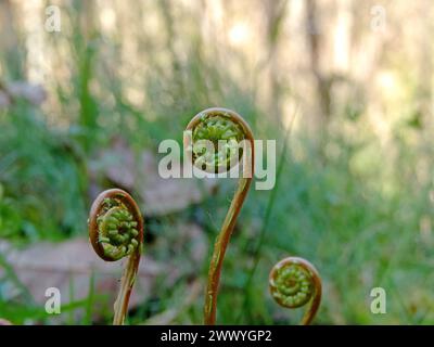 Deer fern young growth on the blurred spring forest background. Blechnum spicant plant spiral sprouts Stock Photo