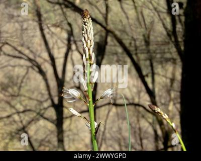 Asphodelus albus white flowers.White asphodel plant in the forest near Salas,Asturias,Spain Stock Photo