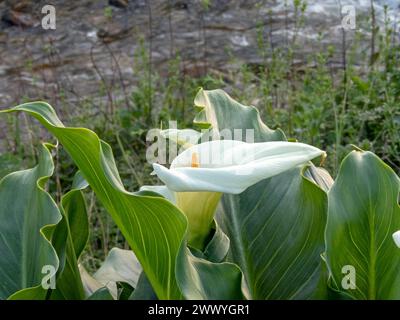 Calla lily or arum lily white flower and glossy leaves. Zantedeschia aethiopica flowering plant. Stock Photo