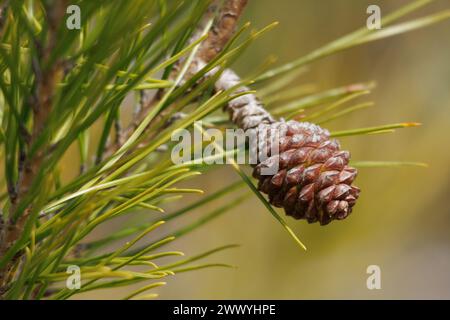 Pine cone bud in spring, pinus halepensis, Alcoy, Spain Stock Photo