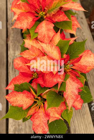 Potted Poinsettia Early Monet Twilight. Christmas Flower. Beautiful Euphorbia Pulcherrima, Top View, Vertical Plane. Plant Flower with Dark Green Stock Photo