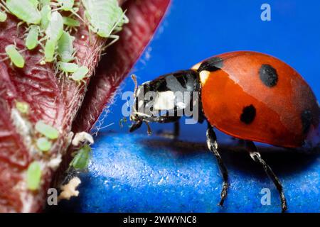 extra macro 5x image of a ladybug sitting on a rose leaf and destroying eats green aphids close up Ladybird portrait Stock Photo