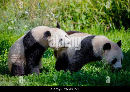 cheerful playing pandas on green lawn. Rare endangered animals protected concept. Chinese property at Berlin Zoo. cute clumsy black and white bear. tw Stock Photo