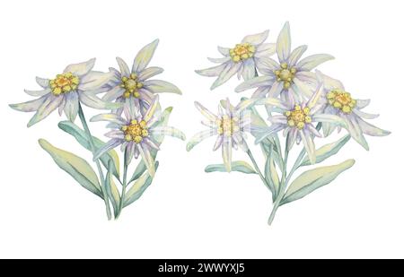 Edelweiss clipart set. Watercolor illustration of wildflowers and ...