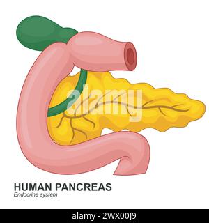 Human Internal Pancreas Cartoon, Vector Illustration Stock Vector