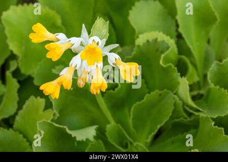 Striking Primula palinuri, Palinuro auricula. Natural close up flowering plant portrait, Springtime.Alluring, Astounding, Breathtaking, Compelling, Stock Photo