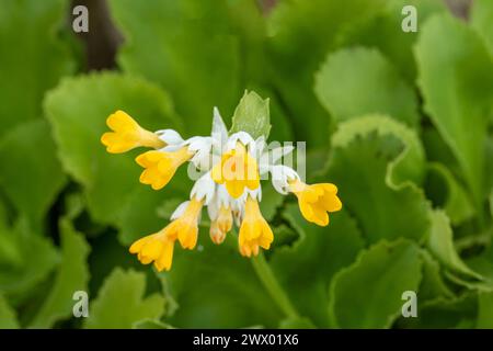 Striking Primula palinuri, Palinuro auricula. Natural close up flowering plant portrait, Springtime.Alluring, Astounding, Breathtaking, Compelling, Stock Photo