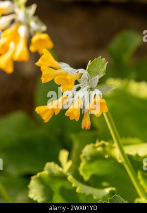 Striking Primula palinuri, Palinuro auricula. Natural close up flowering plant portrait, Springtime.Alluring, Astounding, Breathtaking, Compelling, Stock Photo