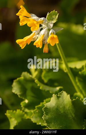 Striking Primula palinuri, Palinuro auricula. Natural close up flowering plant portrait, Springtime.Alluring, Astounding, Breathtaking, Compelling, Stock Photo