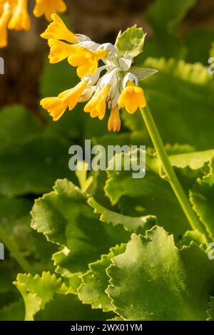 Striking Primula palinuri, Palinuro auricula. Natural close up flowering plant portrait, Springtime.Alluring, Astounding, Breathtaking, Compelling, Stock Photo