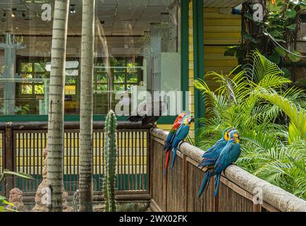 Cartagena, Colombia - July 25, 2023: Colorful parrots and female peacock in cruise terminal garden Stock Photo