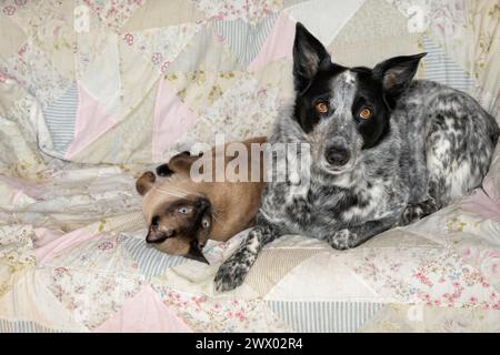 Black and white spotted dog and a Siamese cat comfortably resting next to each other on a couch Stock Photo